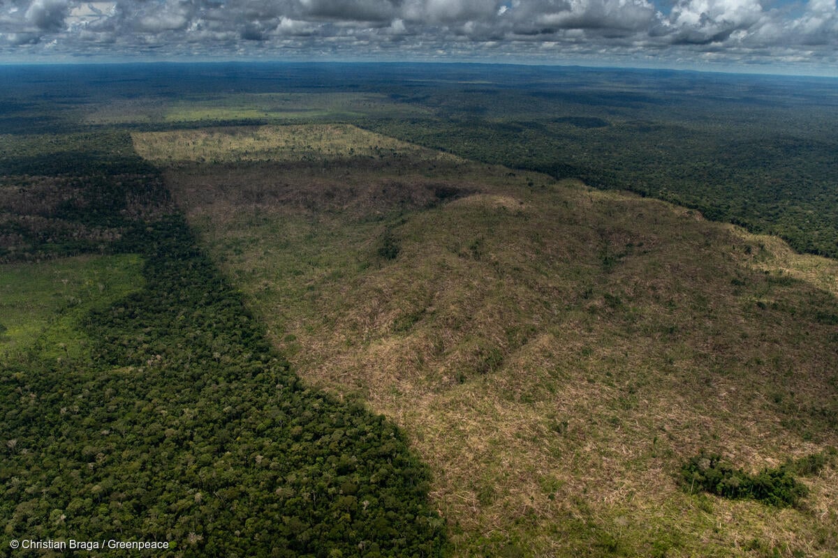Ao aprovar desmonte do Licenciamento Ambiental, Senado dá licença para desmatar e destruir, avalia Greenpeace Brasil