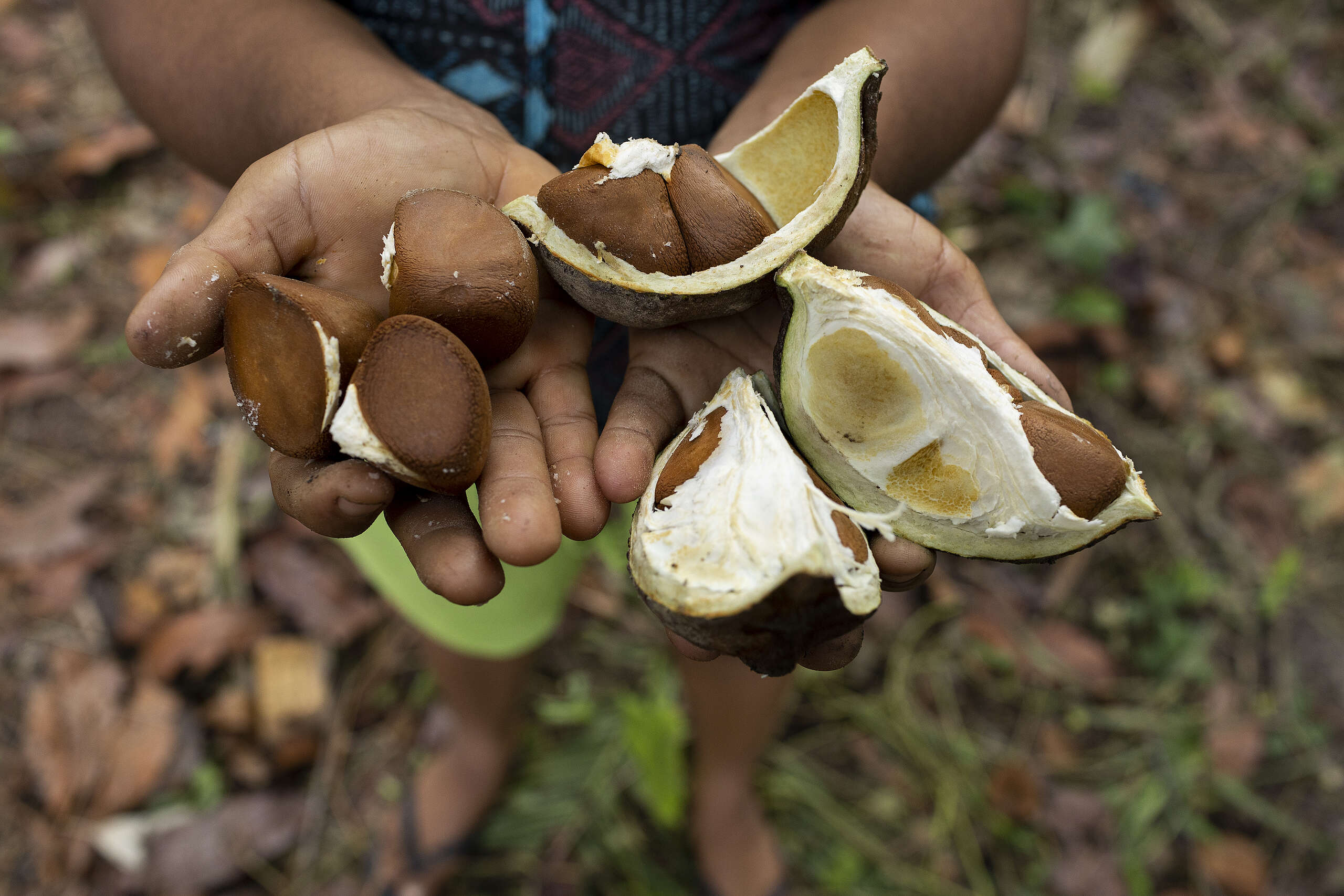 Dona Socorro, coletora de sementes de andiroba e moradora da Comunidade do Roque, no Médio Juruá, no Amazonas, umas das regiões mais conservadas da Amazônia e berço de diversas soluções da floresta