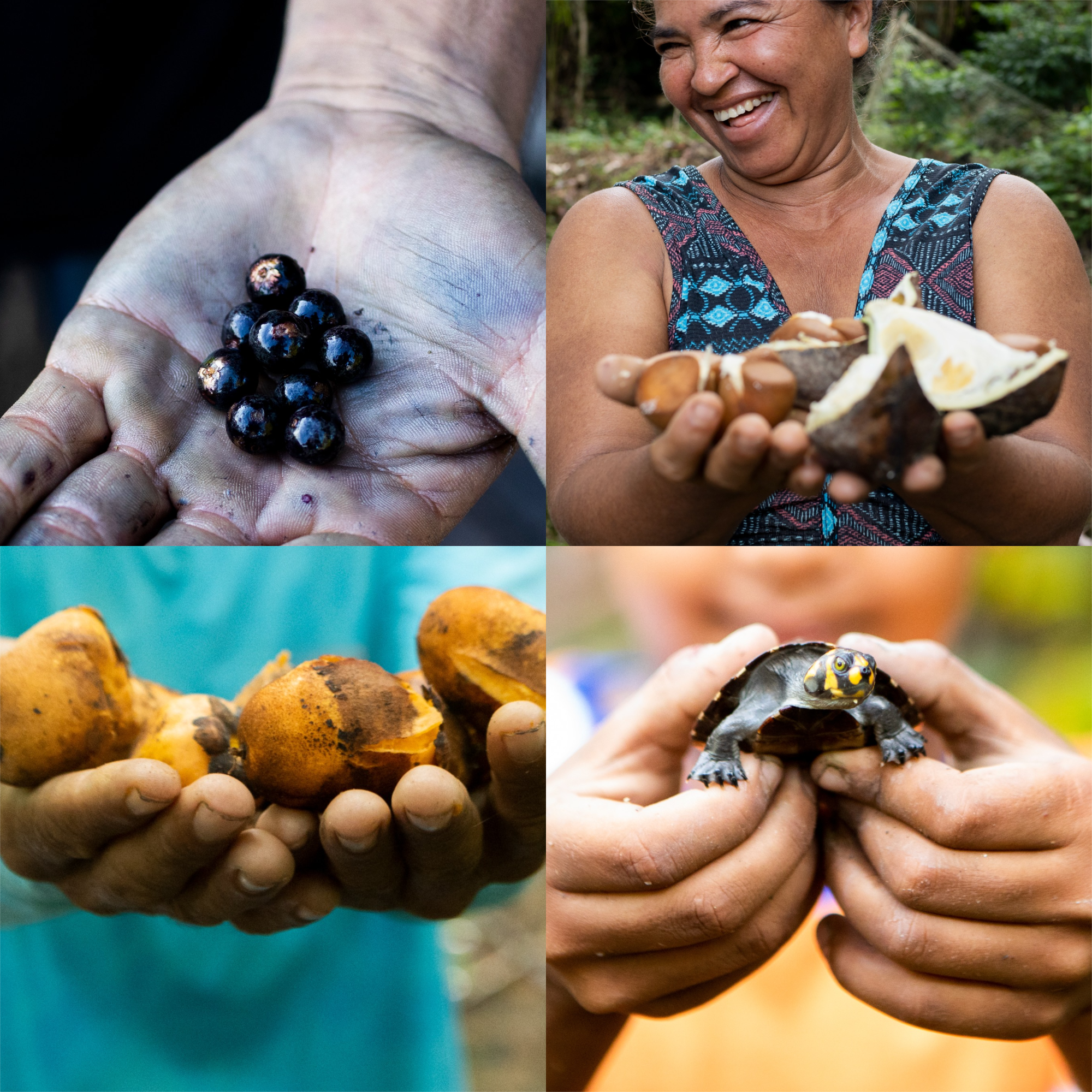 Soluções da floresta: o que são, como apoiar e por que a Amazônia é vital