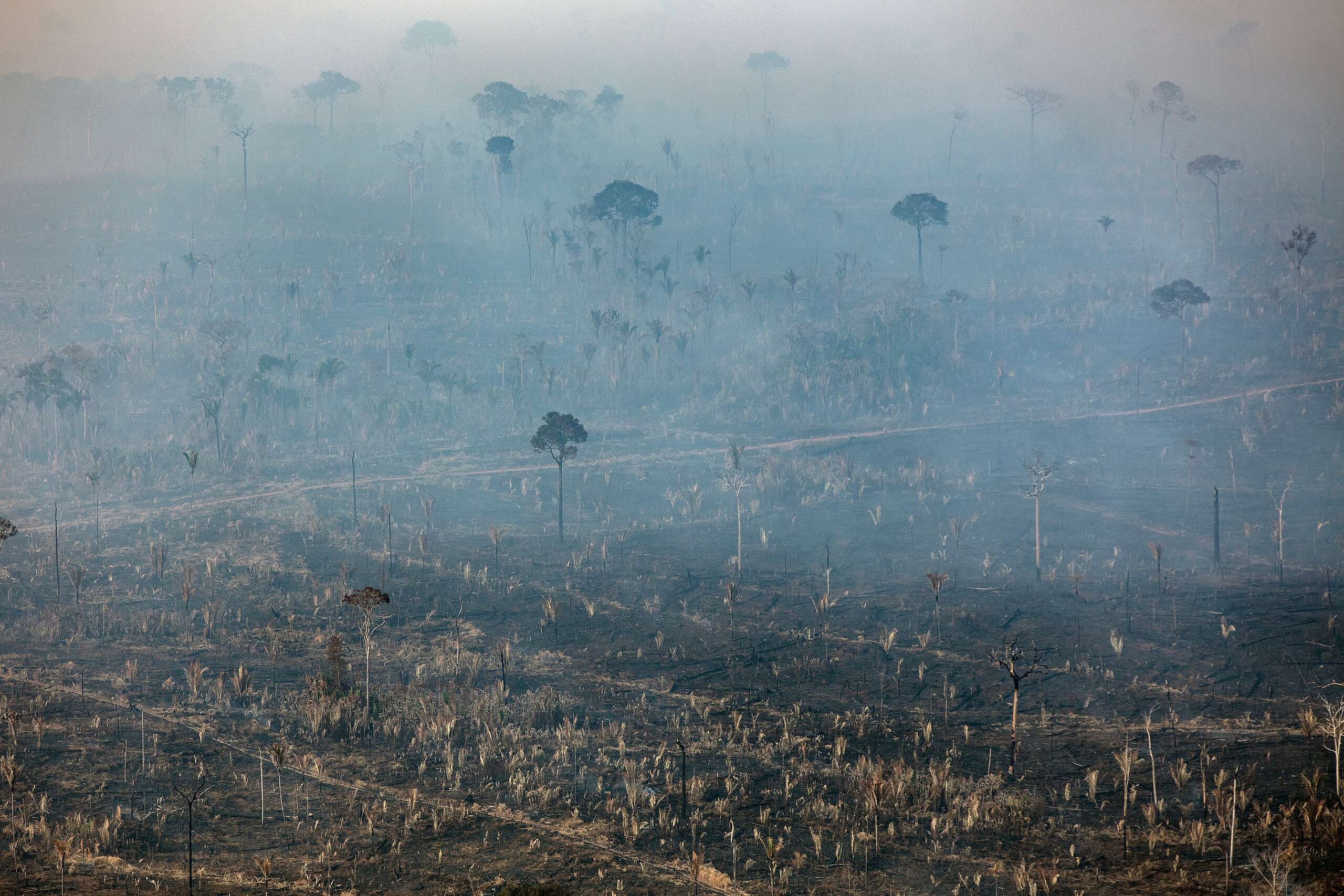 Greenpeace Brasil alerta: Amazônia registra segundo aumento consecutivo de desmatamento