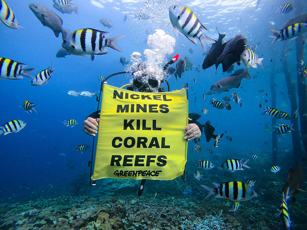 Mergulhador segura um cartaz amarelo com os dizeres “Nickel Mines Kill Coral Reefs – Greenpeace” em meio a um cardume colorido. A cena acontece debaixo d’água, com peixes tropicais ao redor e corais no fundo. A ação alerta para os impactos da mineração de níquel nos recifes de corais.
