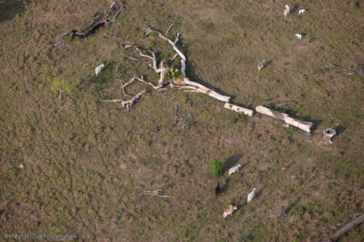 Congresso aprova Licença Ambiental Especial e libera devastação no Brasil