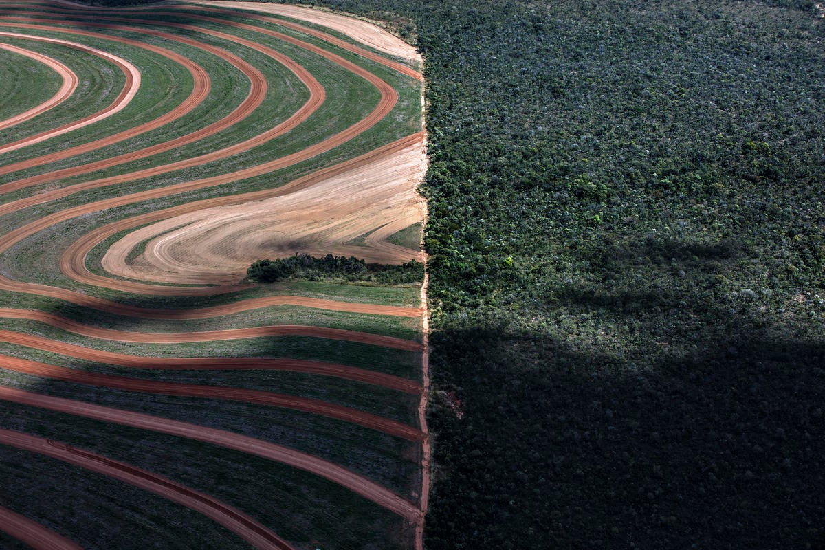 Decisão do CADE em manter Moratória da Soja vigente é positiva, mas Greenpeace Brasil alerta que medida não é definitiva.