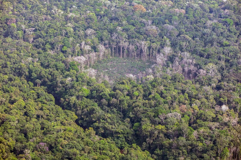 Às vésperas da COP30, PRODES mostra queda no desmatamento consolidado na Amazônia
