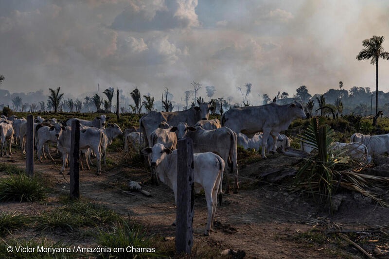 Seguindo as pegadas do Agronegócio na COP30