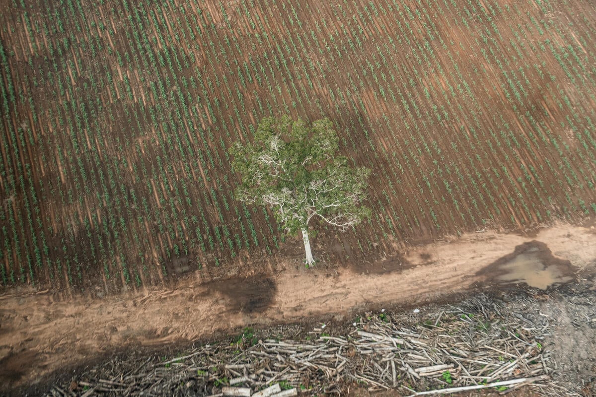 Greenpeace Brasil ingressa com ação no STF contra a nova lei de licenciamento ambiental, ao lado de 13 entidades