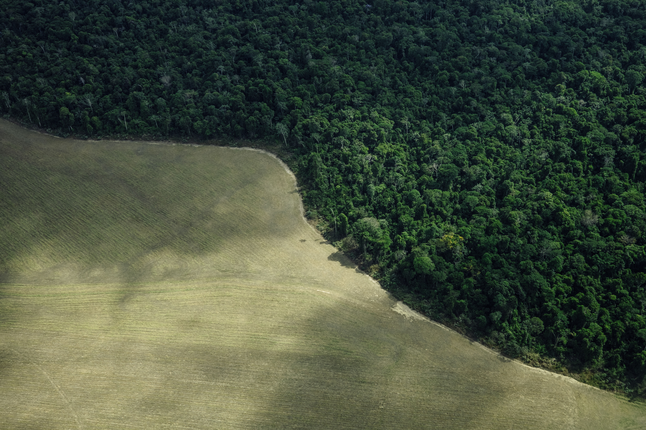 Greenpeace Brasil reage à saída da ABIOVE da Moratória da Soja após lei que retira benefícios fiscais de empresas com compromissos ambientais ambiciosos entrar em vigor