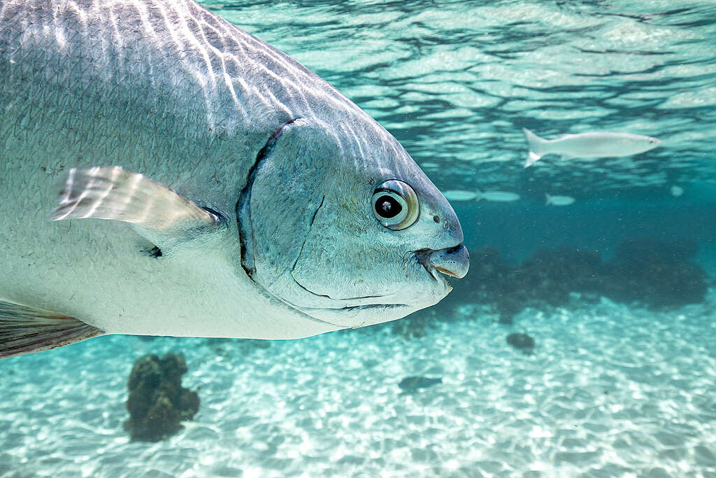 Peixe de grande porte nada em águas rasas e cristalinas.
A luz do sol atravessa a superfície e ilumina o corpo prateado do animal.
