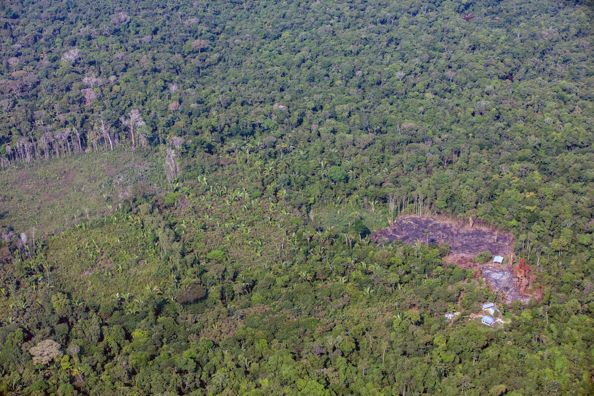 Brasil pode registrar menor taxa de desmatamento da série histórica na Amazônia, mas atual cenário de retrocessos ambientais preocupa