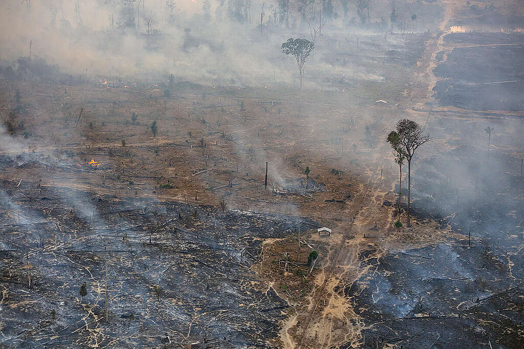 Fires in Areas Financed with Rural Credit in the Amazon. © Marizilda Cruppe / Greenpeace