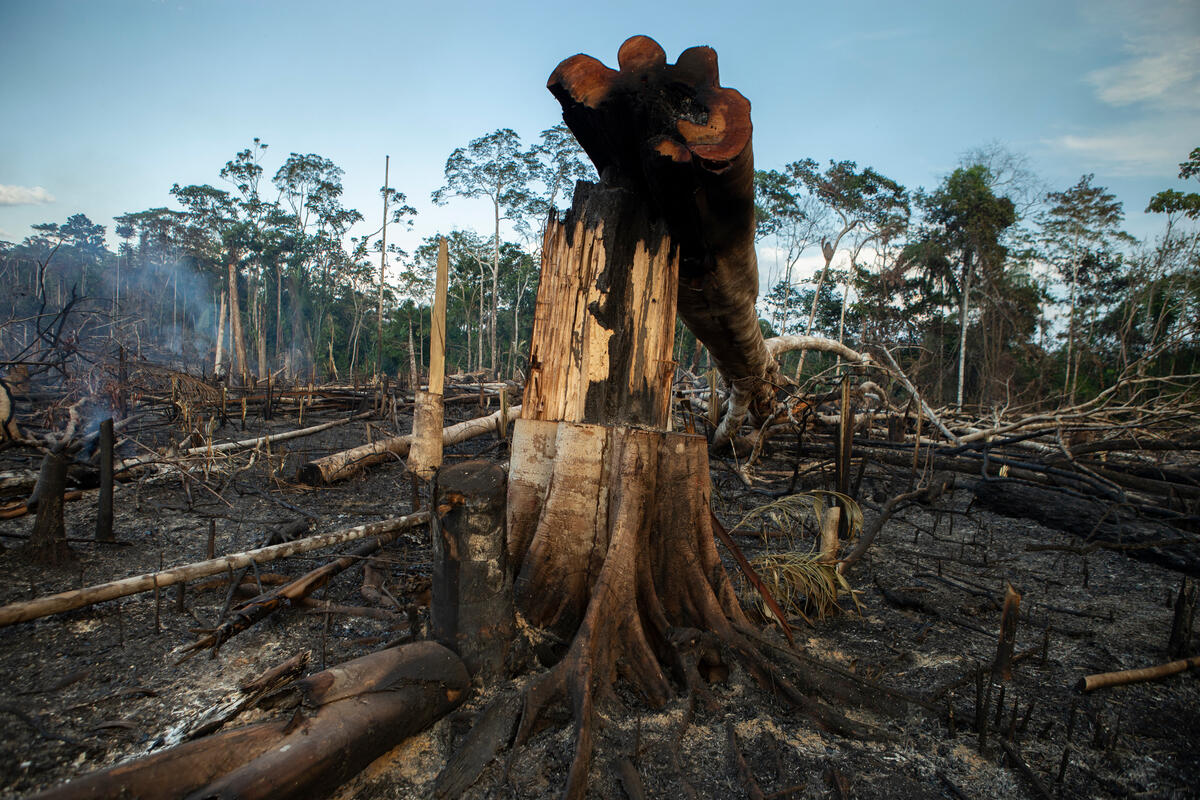 Dia do Agro no Congresso ataca brutalmente a legislação ambiental