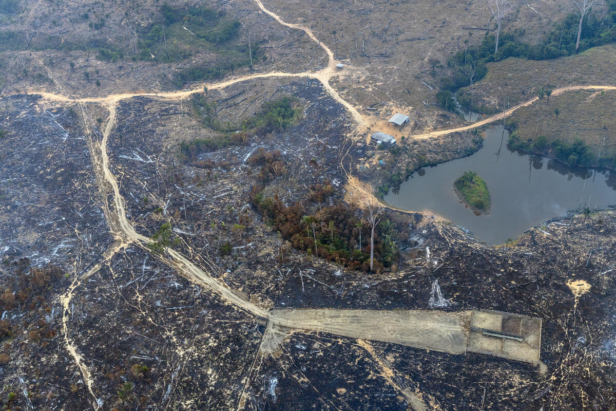 Greenpeace Brasil vê retrocesso em adiamento de regras ambientais para crédito rural