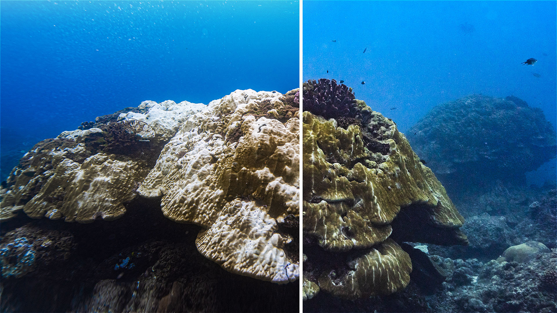 Montagem subaquática mostra recifes de corais com sinais de branqueamento e perda de vida, em contraste com áreas ainda coloridas. O El Niño e o aquecimento dos oceanos intensificam a pressão sobre esses ecossistemas marinhos.