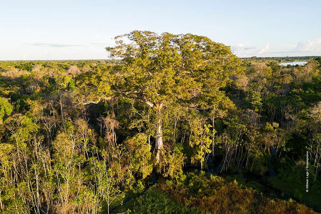 Vista a&eacute;rea da floresta amaz&ocirc;nica na regi&atilde;o do M&eacute;dio Rio Juru&aacute;, com destaque para uma &aacute;rvore de grande porte que se sobressai entre as demais copas.