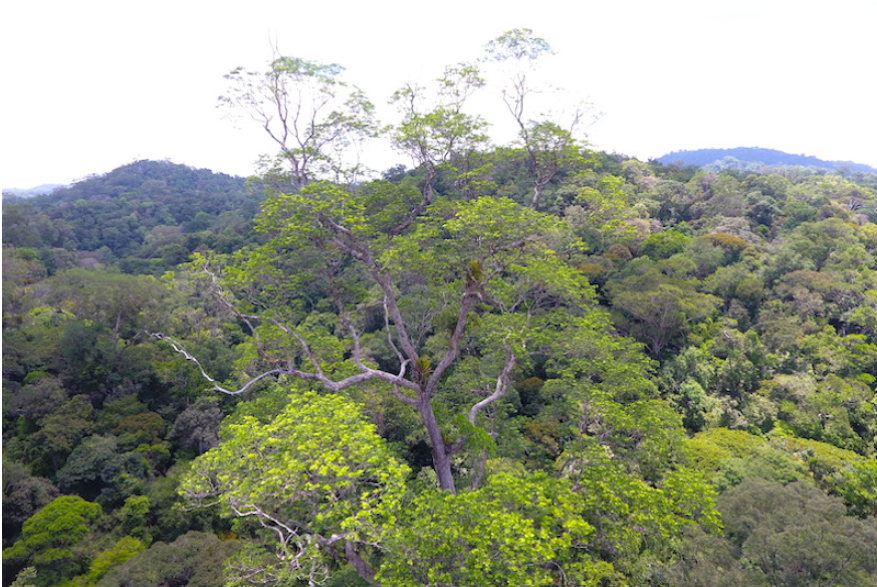 As amea&ccedil;as que colocam as &aacute;rvores gigantes da Amaz&ocirc;nia em risco&nbsp;