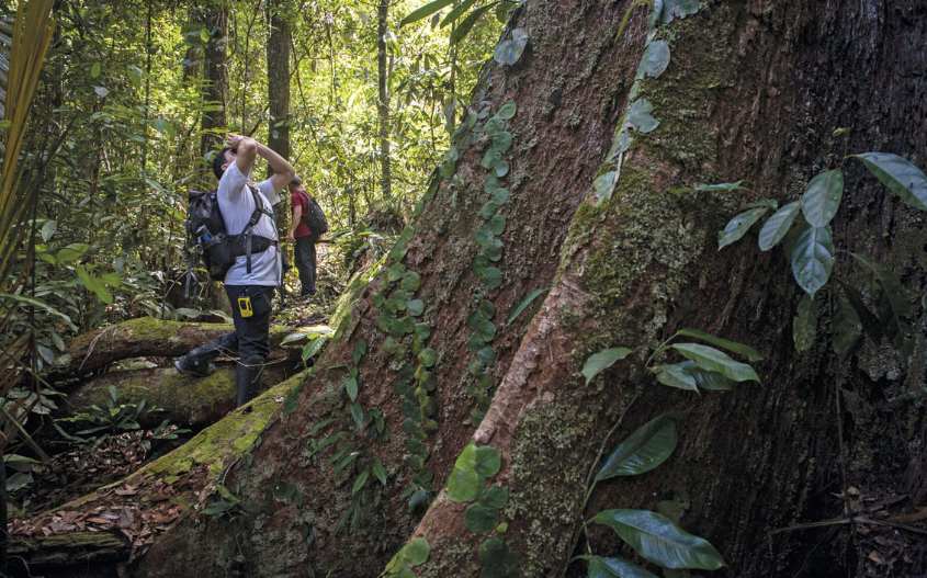 Muito al&eacute;m do tamanho: a import&acirc;ncia das &aacute;rvores gigantes da Amaz&ocirc;nia