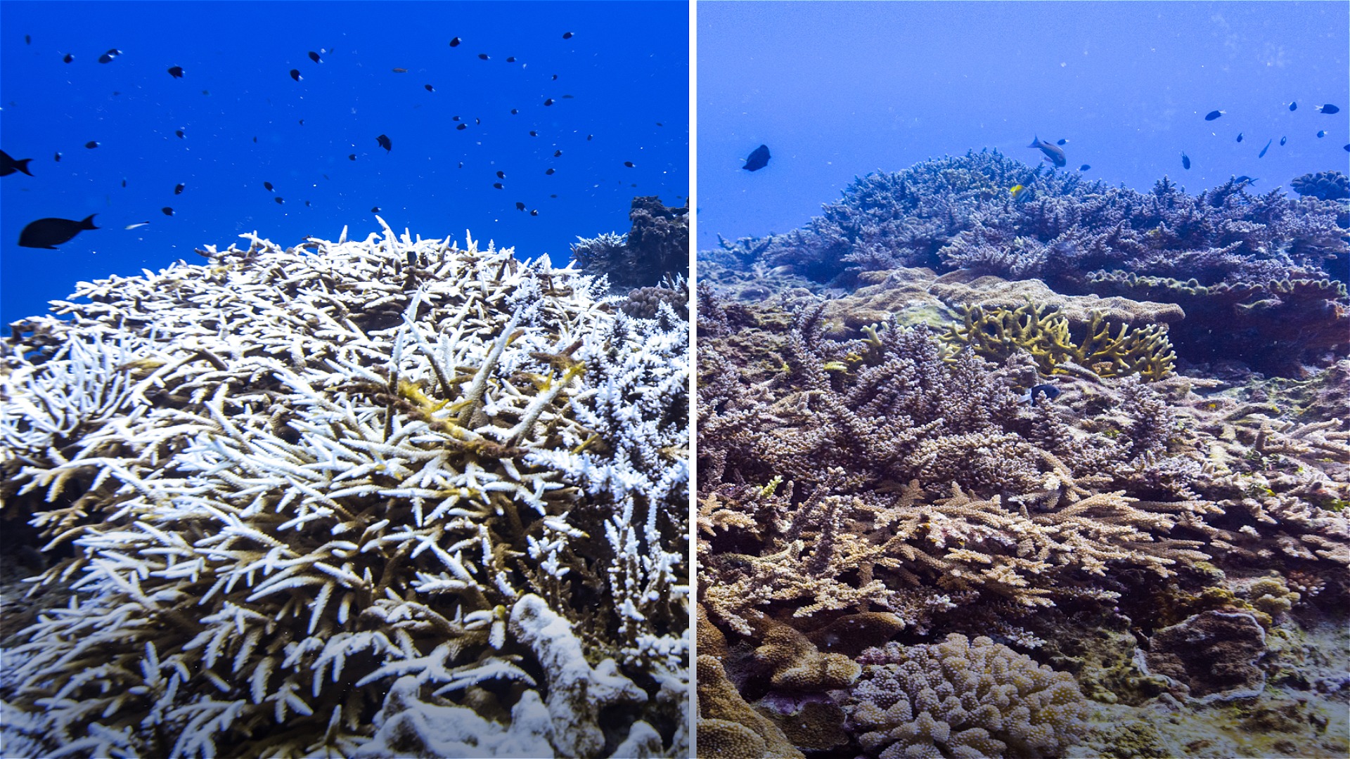 Imagem subaqu&aacute;tica dividida em duas partes: &agrave; esquerda, corais esbranqui&ccedil;ados pelo branqueamento; &agrave; direita, um recife com corais vivos e mais coloridos. Pequenos peixes nadam sobre os recifes em &aacute;guas azuis.
