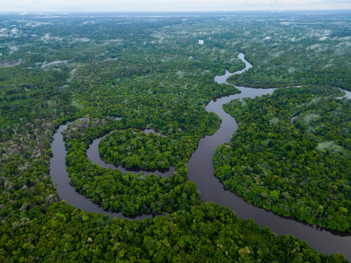 Dia Mundial das Florestas Tropicais: é urgente zerar o desmatamento e a degradação global para conter a crise do clima, alerta Greenpeace Brasil