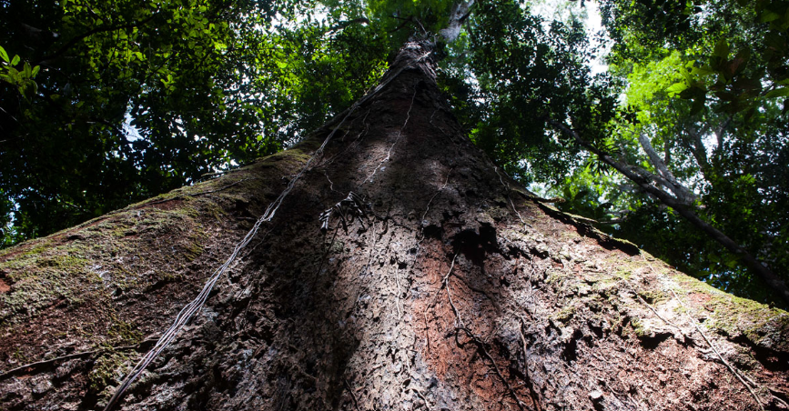 Centen&aacute;rias da Amaz&ocirc;nia: &aacute;rvores gigantes revelam a for&ccedil;a e os mist&eacute;rios da floresta
