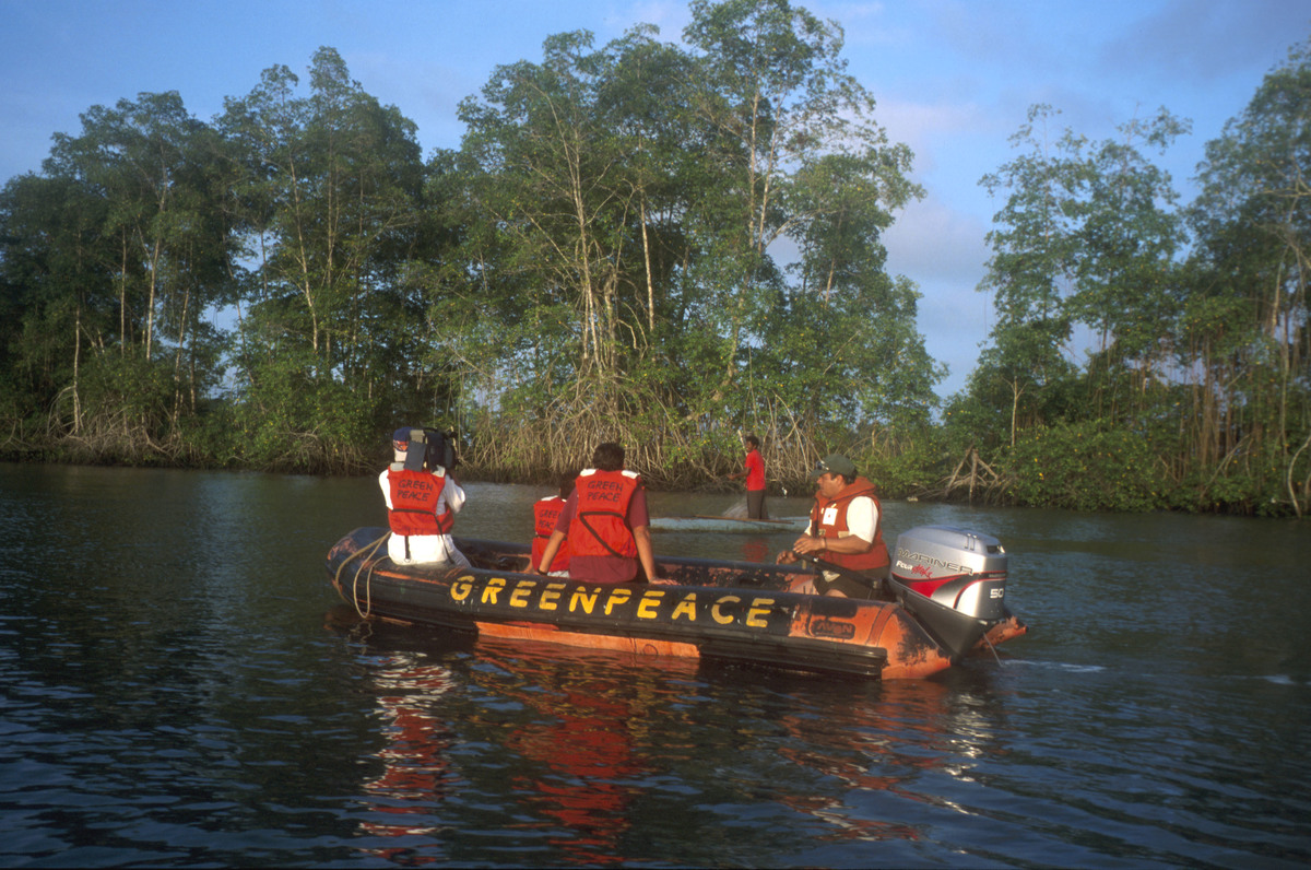 Greenpeace team in mangroves. Esmeraldas, Ecuador.