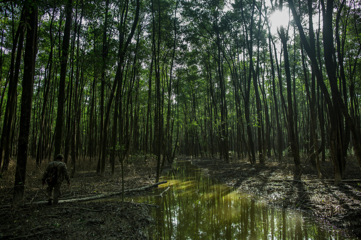 Major mangrove continuous area of the planet in Cabo Orange National Park. The Amapá state coast, in the extreme north of Brazil, is in the crosshairs of the international oil industry. The site brings together various biomes such as tropical forests and mangroves, and an important biome still little known to science, the Barrier Reef of the mouth of Amazonas river, newly discovered and already threatened by oil exploration.