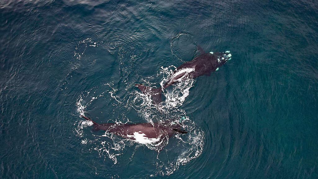 Southern Right Whales in the Argentine Sea