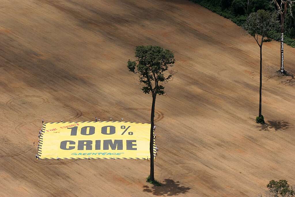 ativistas do Greenpeace ocupam uma área de 1.645 hectares da Amazônia que foi ilegalmente desmatada. No local, um enorme banner de 2.500 metros quadrados com a mensagem “100% crime” é estendido sobre a área devastada, chamando atenção para a destruição ambiental.