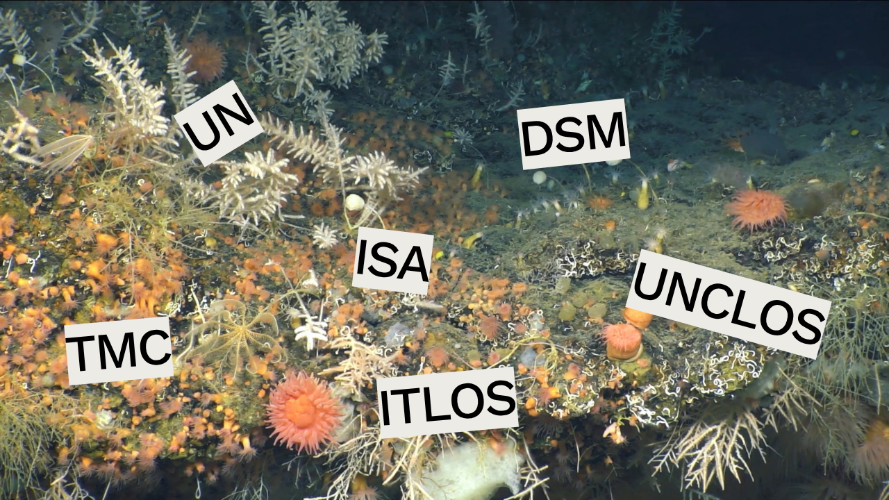 No fundo do mar, corais, esponjas e pequenos organismos formam um ecossistema colorido e delicado. A imagem mostra a biodiversidade marinha em águas profundas, ambiente ameaçado pela mineração em águas profundas.