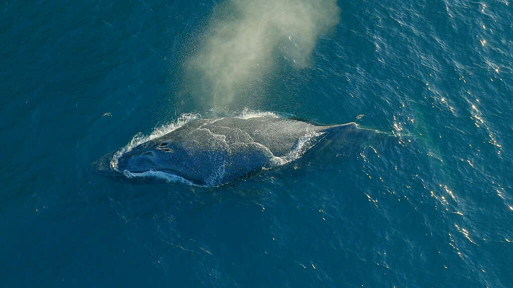 Whale Watching – South Atlantic Whale Sanctuary - Rio de Janeiro, Brazil
Avistamento de Baleias do Atlântico Sul - Rio de Janeiro, Brasil