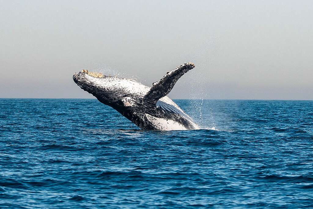 Baleia-jubarte salta para fora da água no Atlântico Sul, com parte do corpo e uma nadadeira acima da superfície do oceano. Ao redor, respingos de água se espalham sob um céu claro.