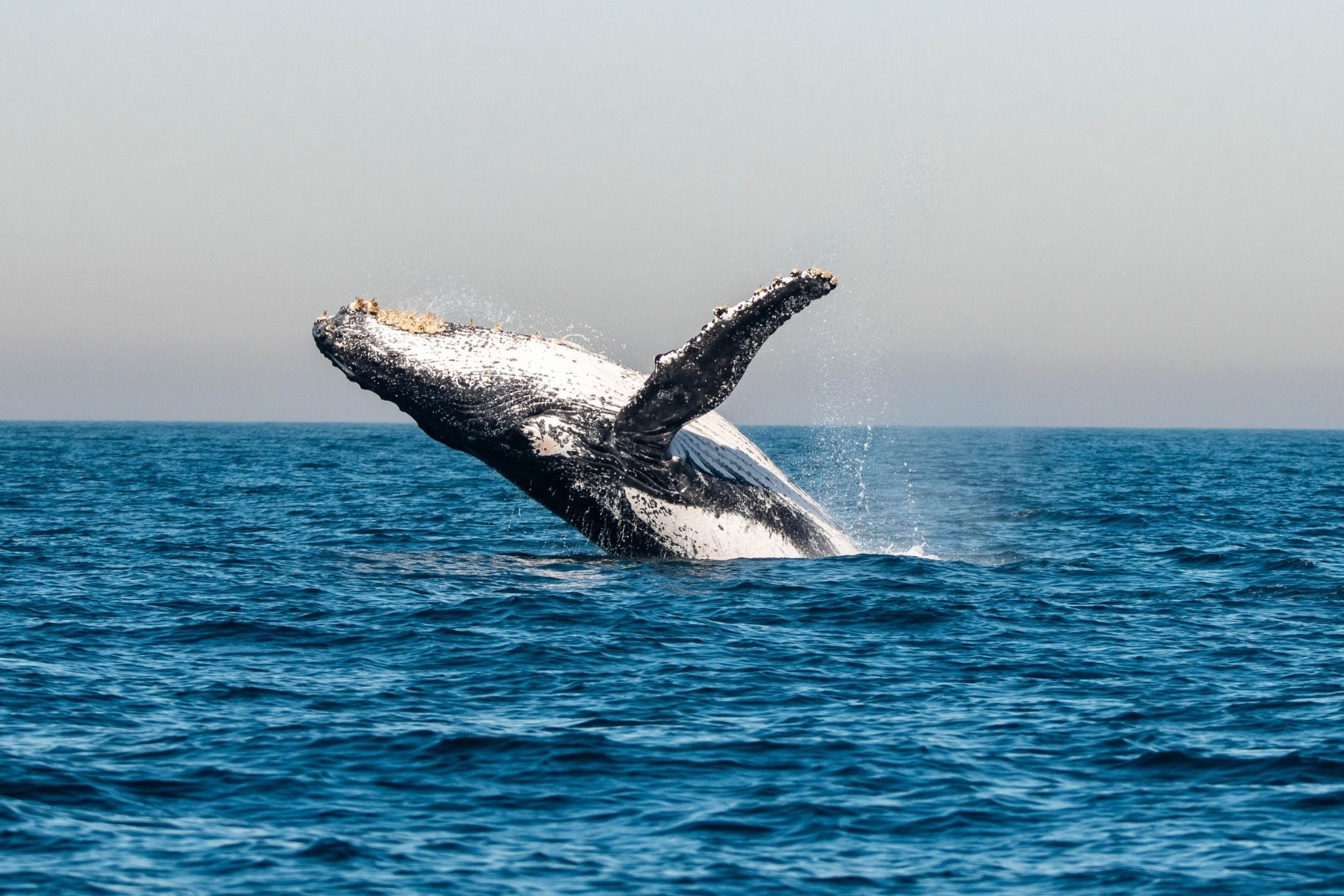 Baleia-jubarte salta para fora da água no Atlântico Sul, com parte do corpo e uma nadadeira acima da superfície do oceano. Ao redor, respingos de água se espalham sob um céu claro.