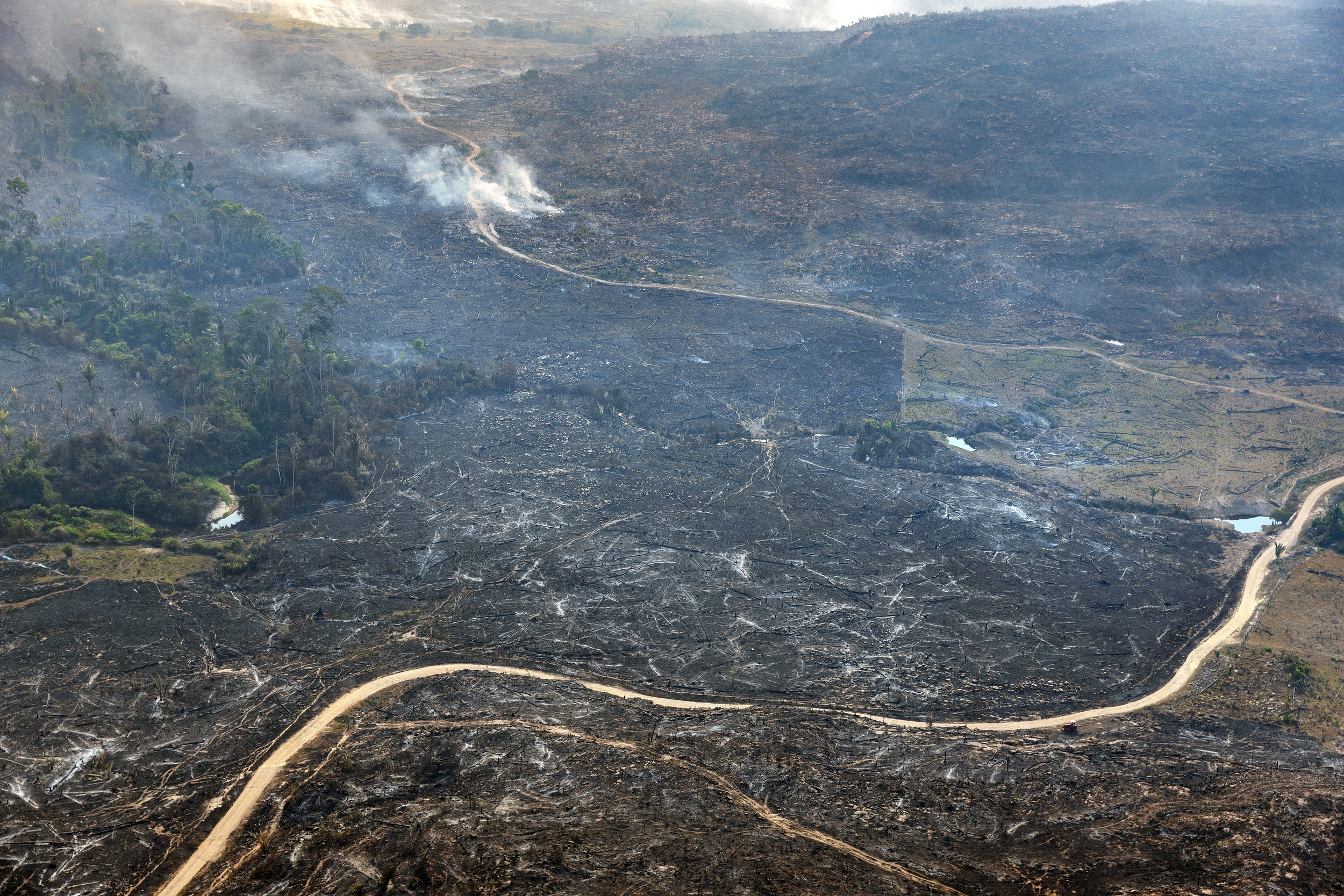 Nova ‘boiada’ de infratores ambientais é eleita no 1º turno das Eleições 2026, aponta Greenpeace Brasil