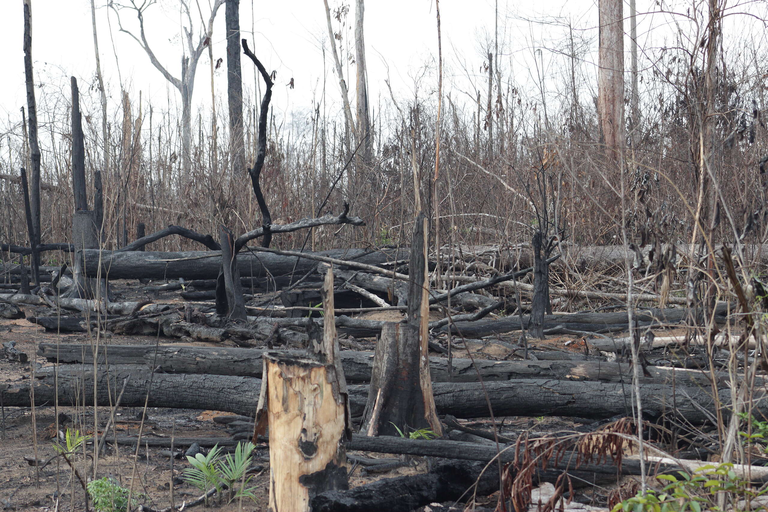 “Mês do Fogo”: explosão de focos de calor após 1º turno das eleições sugere ação coordenada e intencional de fogo criminoso na Amazônia