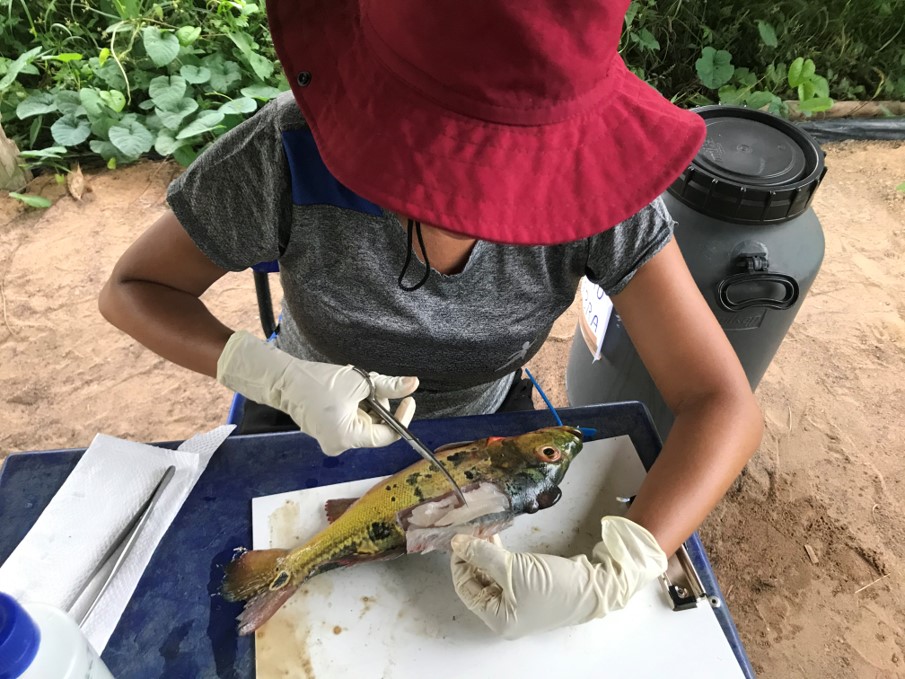 Equipe de pesquisa fazendo coleta de amostra de tecido muscular de peixe, aldeia Sawré Muybu