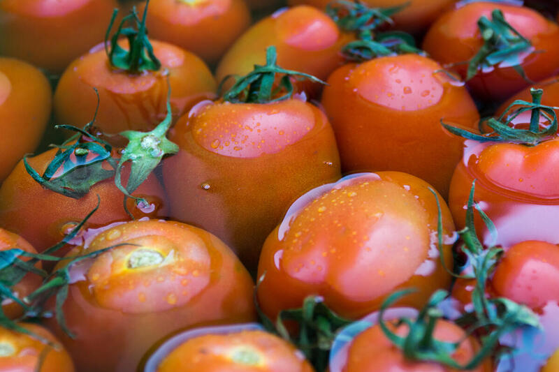 ilustrativa: tomates imersos na água