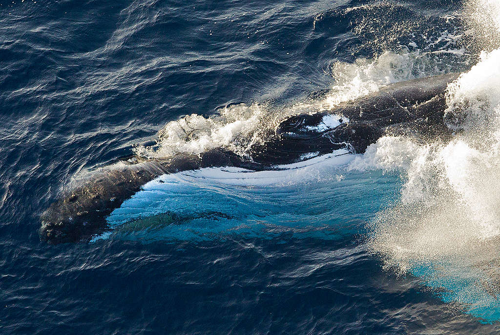 Humpback Whale in the Indian Ocean. © Paul Hilton / Greenpeace