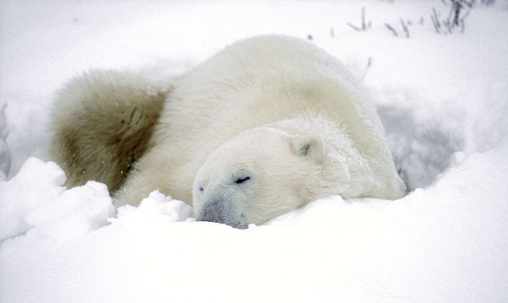 Polar Bears Wait for Winter Migration. © Robert Visser / Greenpeace