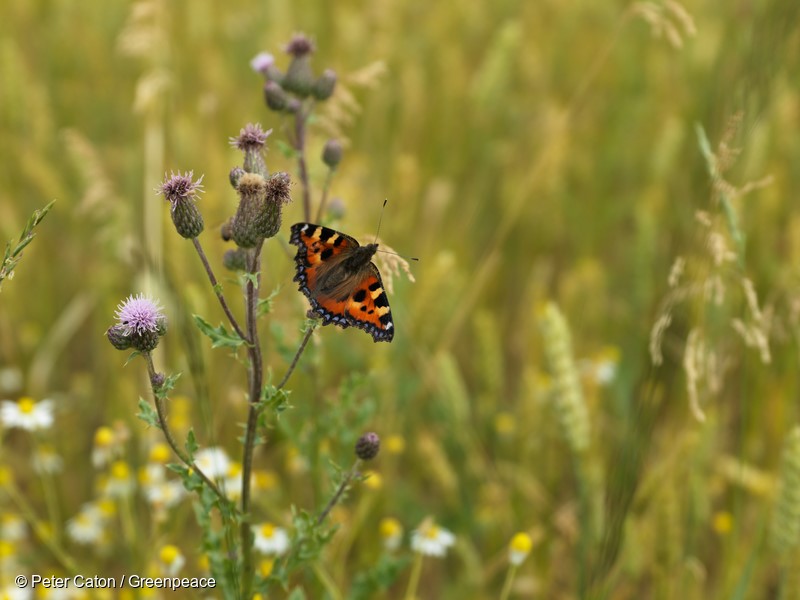 Butterfies enjoy flowers in an organic wheat field near Valance , France 