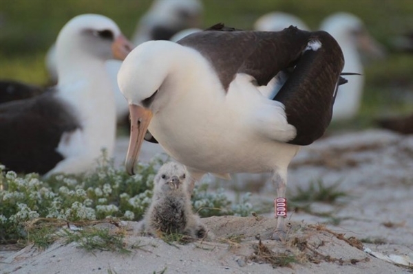 Най-старата дива птица в света - албатросът Мъдрост и нейното малко