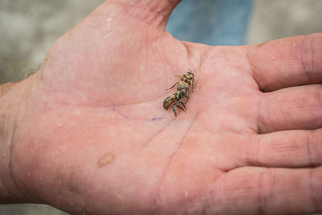 Dead Bees in Slovakia. © Richard Lutzbauer / Greenpeace