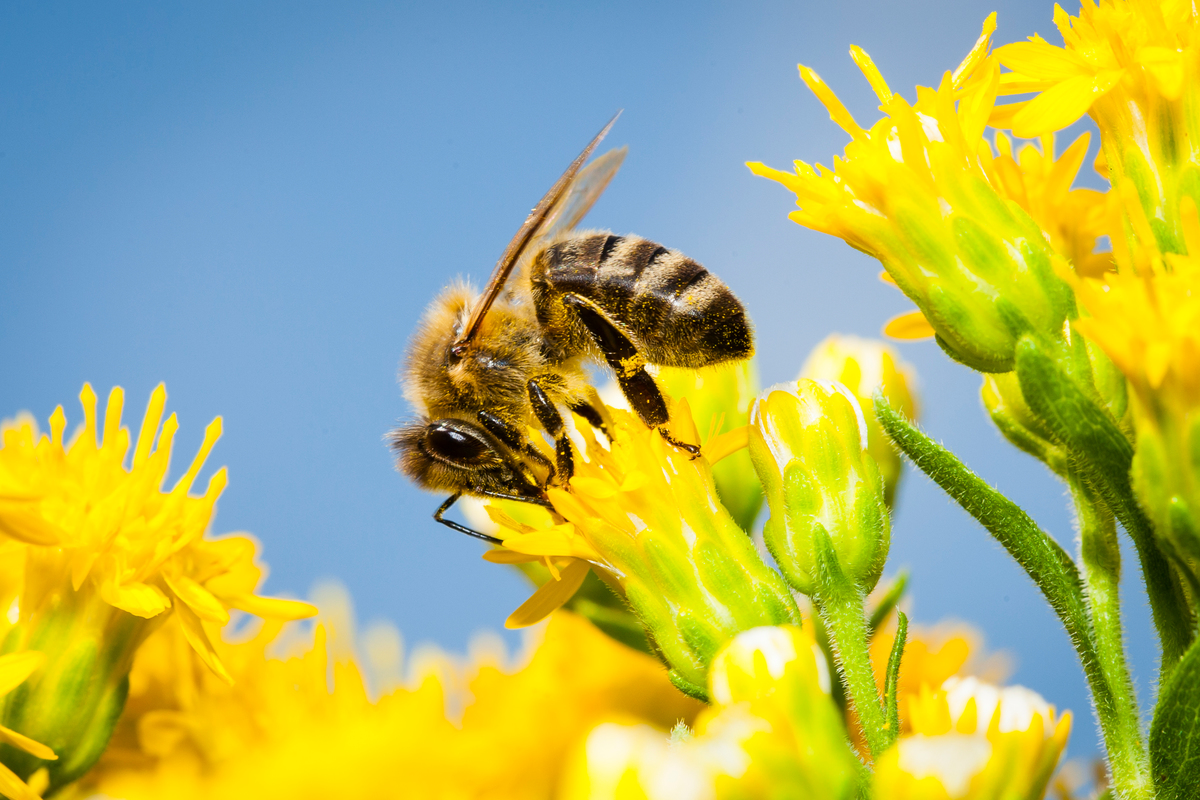 Bees on Blossoms in Germany. © Axel Kirchhof / Greenpeace