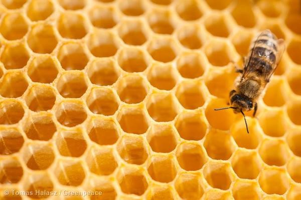 Упадъкът на пчелите