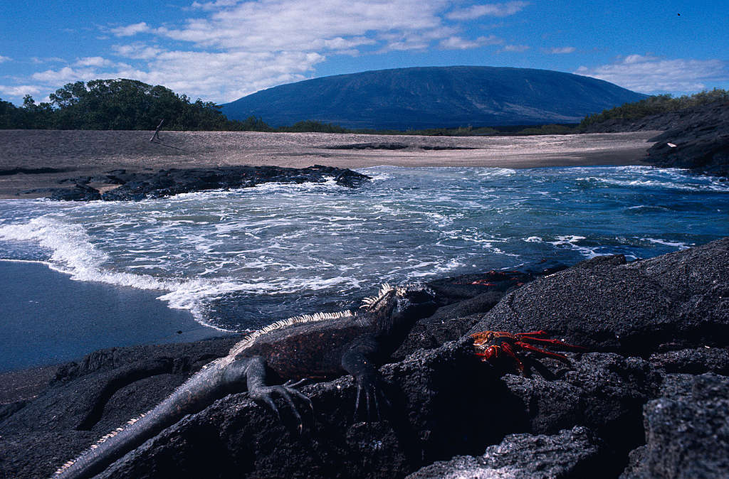 Galapagos Islands coastline. © John Goldblatt / Greenpeace Островите Галапагос © Джон Голдблат / Greenpeace