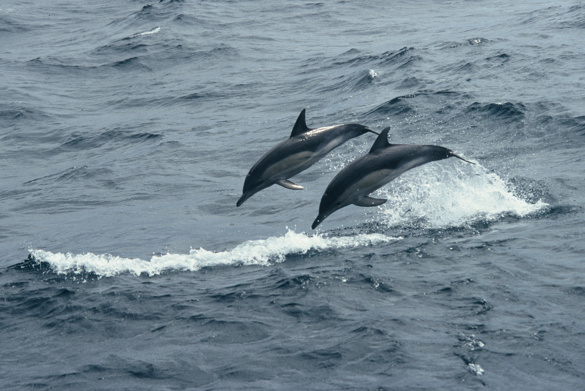 Common dolphins, Southern Ocean. © Greenpeace / Roger Grace