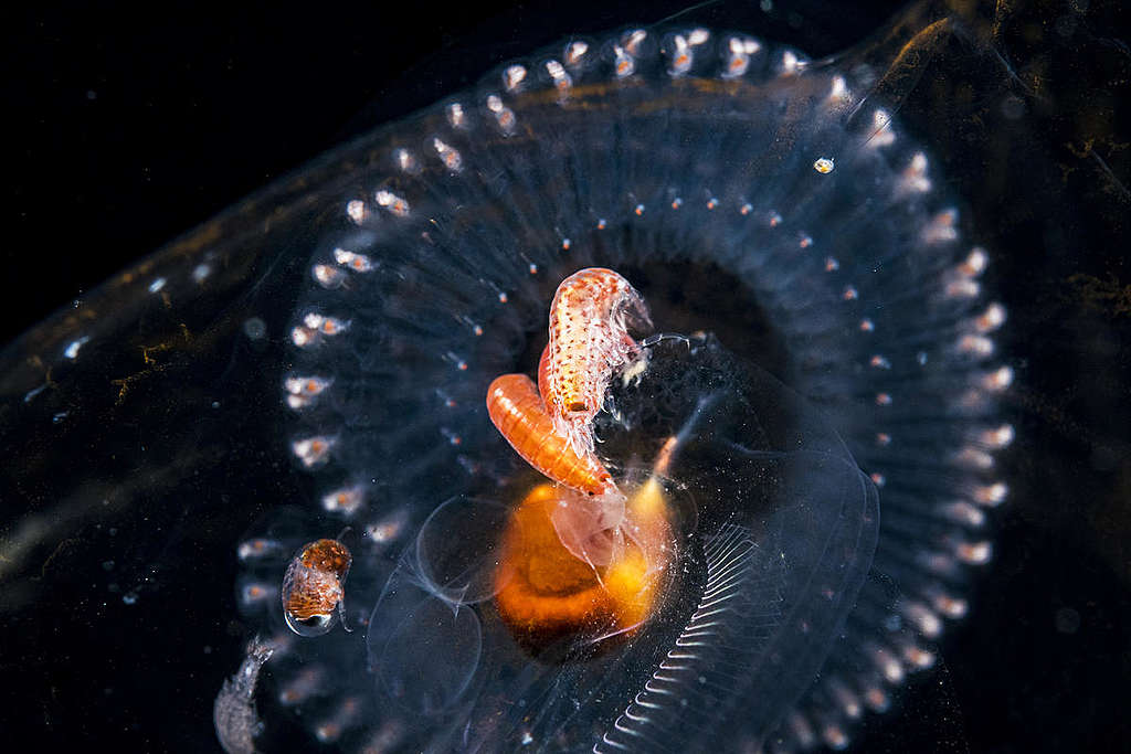  Amphipods in the Sargasso Sea. © Shane Gross / Greenpeace