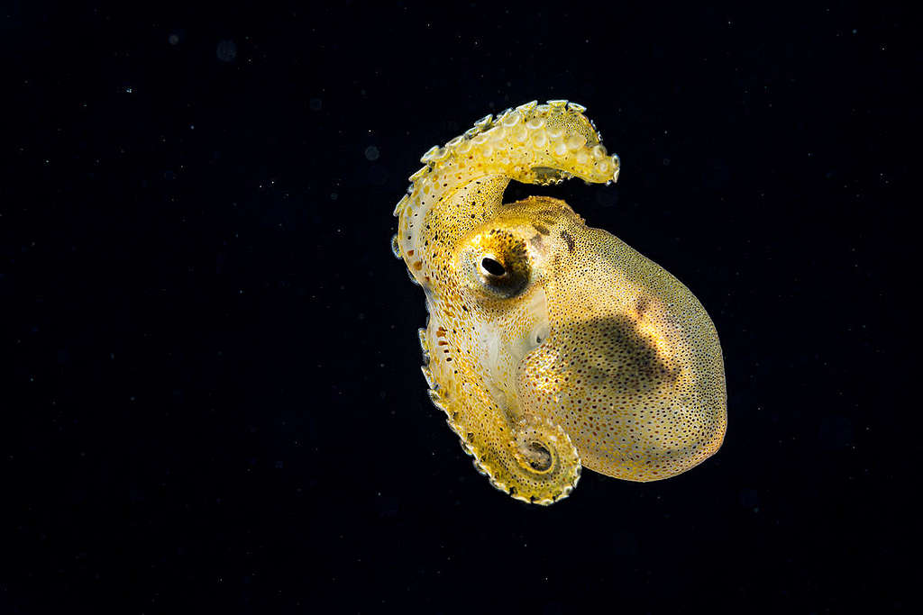 Octopus in the Sargasso Sea. © Shane Gross / Greenpeace