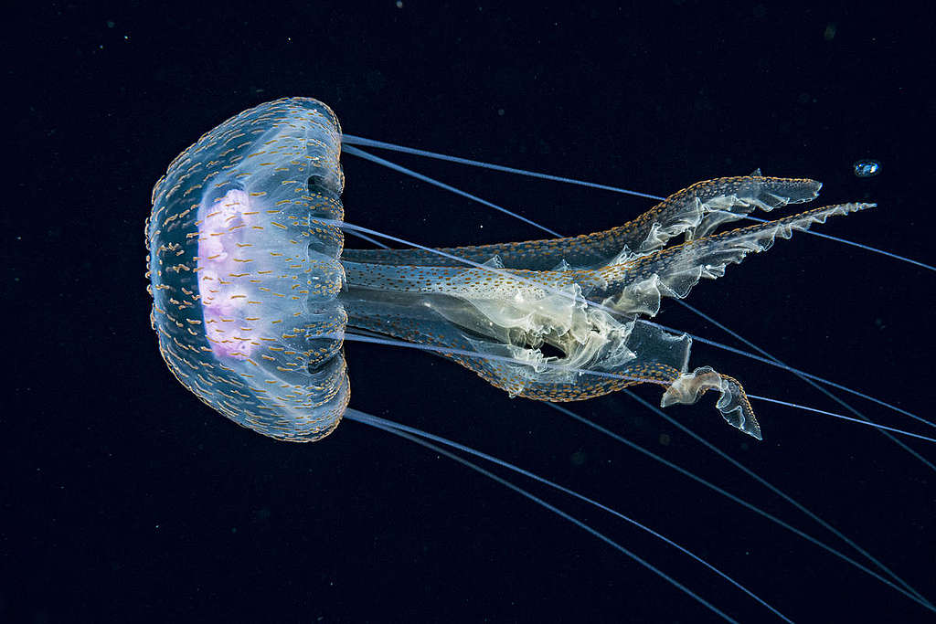 Снимка на медуза. © Шейн Грос / „Грийнпийс“