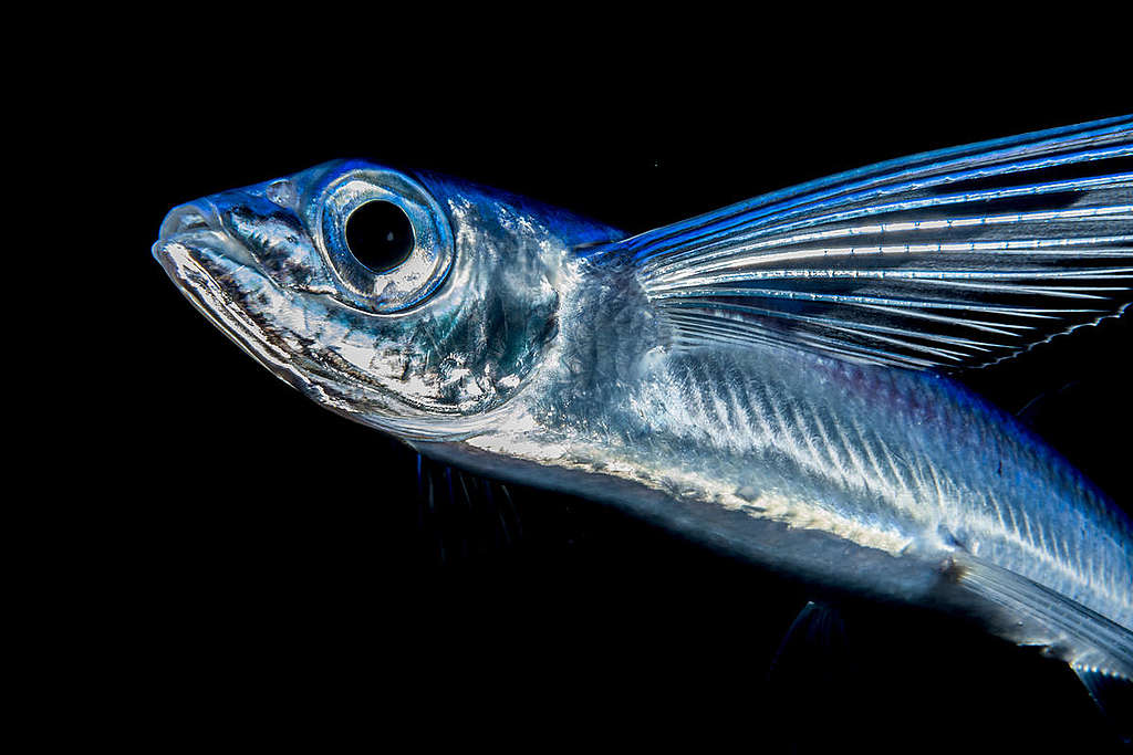 Flying Fish in the Sargasso Sea. © Shane Gross / Greenpeace