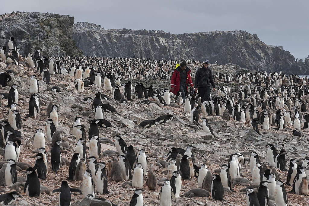Penguin Colony in Antarctica. © Christian Åslund / Greenpeace Колония от пингвини в Антарктида © Кристиан Аслунд / „Грийнпийс“