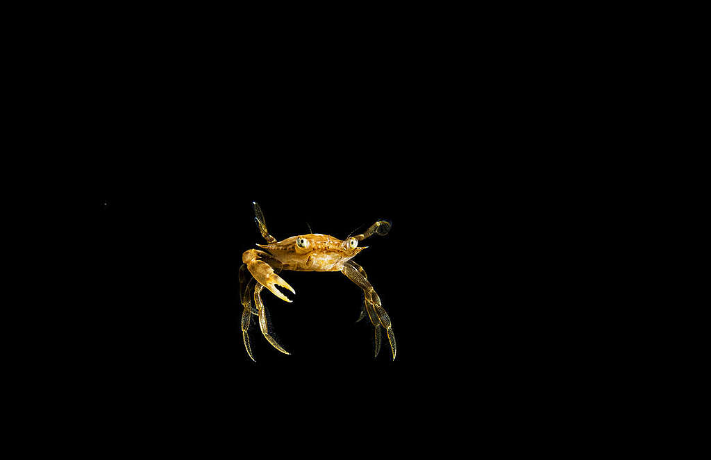 Рак в Саргасово море на 10 метра дълбочина през нощта. © Шейн Грос/ „Грийнпийс“
